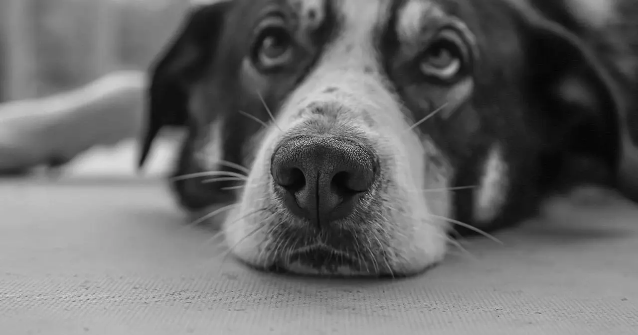 西檬之家K9犬系是什么?你的字母圈属性 一